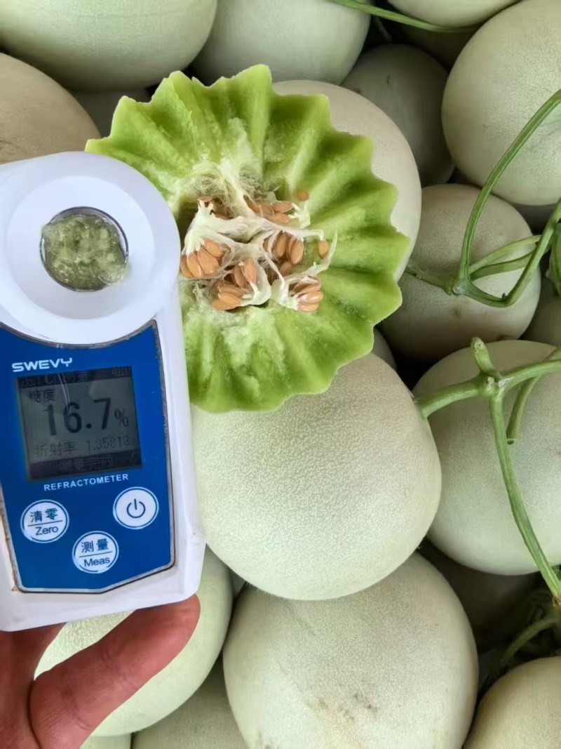 【玉菇甜瓜】山东玉菇甜瓜/莘县玉菇甜瓜/质量三包
