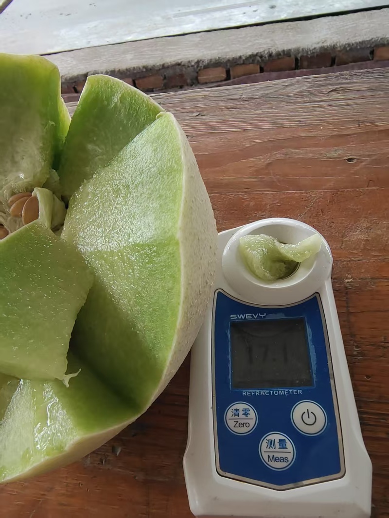 【玉菇甜瓜】山东玉菇甜瓜/莘县玉菇甜瓜/质量三包