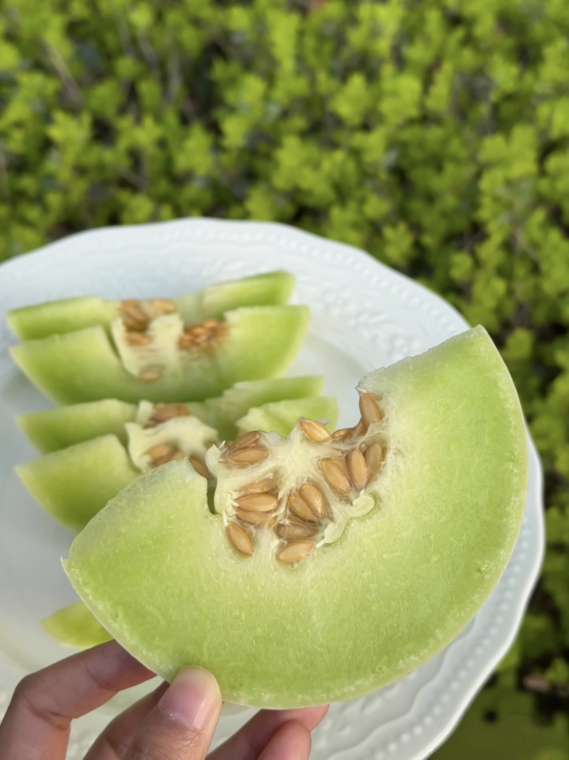 【玉菇甜瓜】山东玉菇甜瓜/莘县玉菇甜瓜/质量三包
