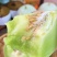 【玉菇甜瓜】山东玉菇甜瓜/莘县玉菇甜瓜/质量三包