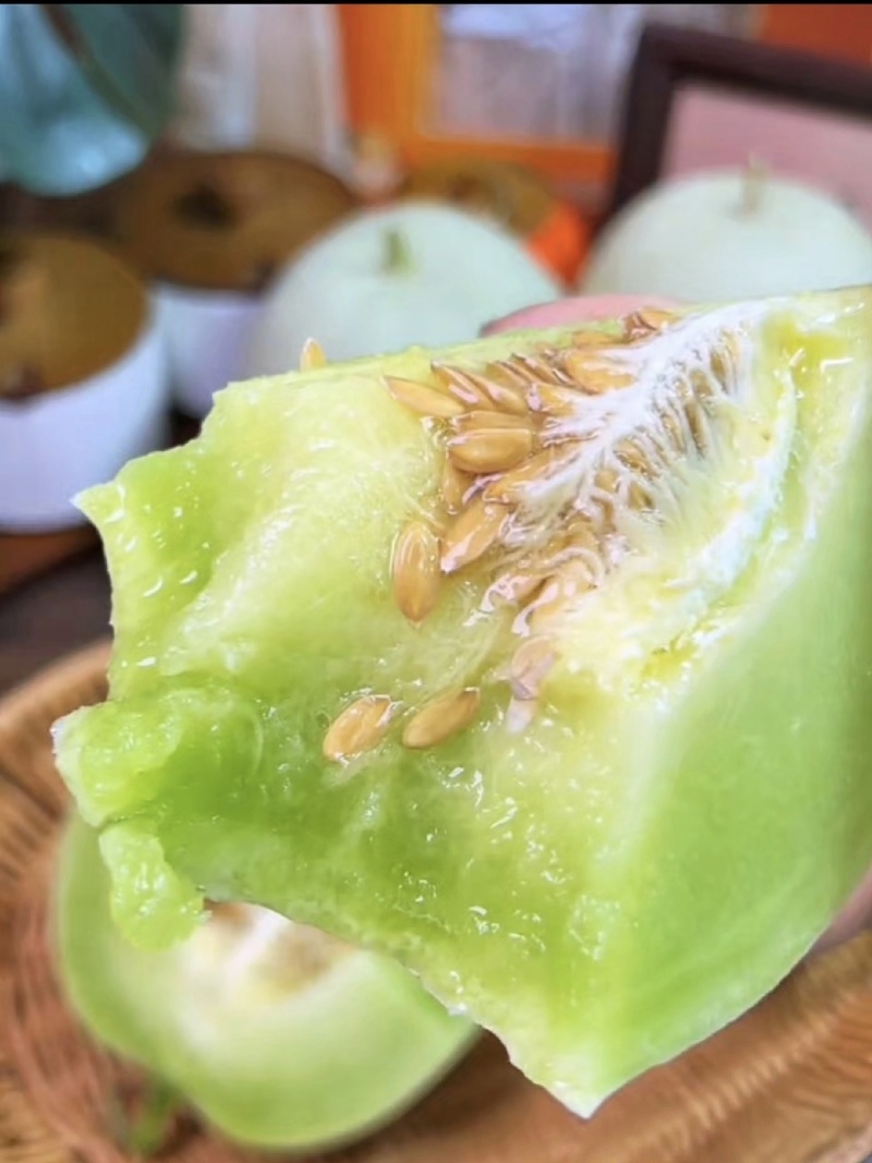 【玉菇甜瓜】山东玉菇甜瓜/莘县玉菇甜瓜/质量三包