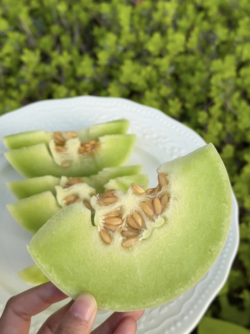 【玉菇甜瓜】山东玉菇甜瓜/莘县玉菇甜瓜/质量三包