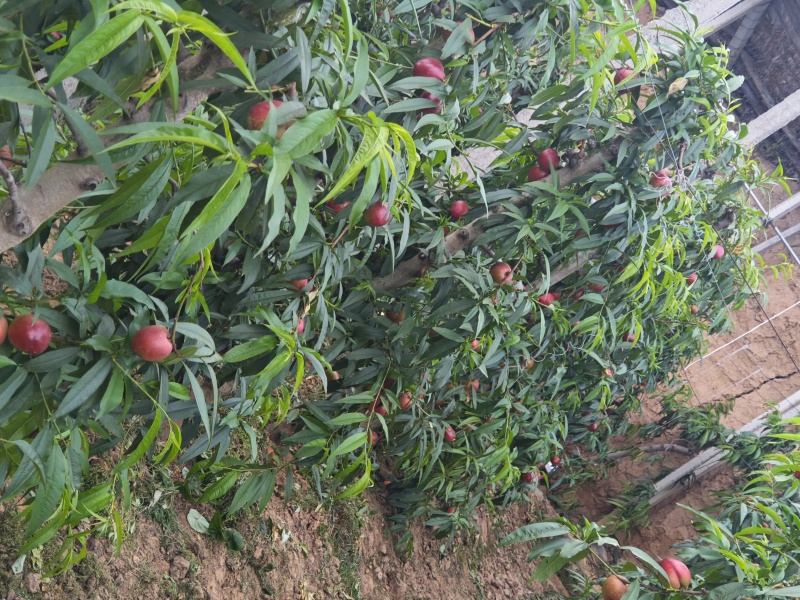 山西黄油桃，一手货源，量大从优，果园直接发货