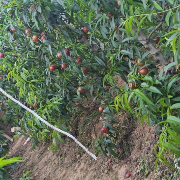 山西黄油桃，一手货源，量大从优，果园直接发货