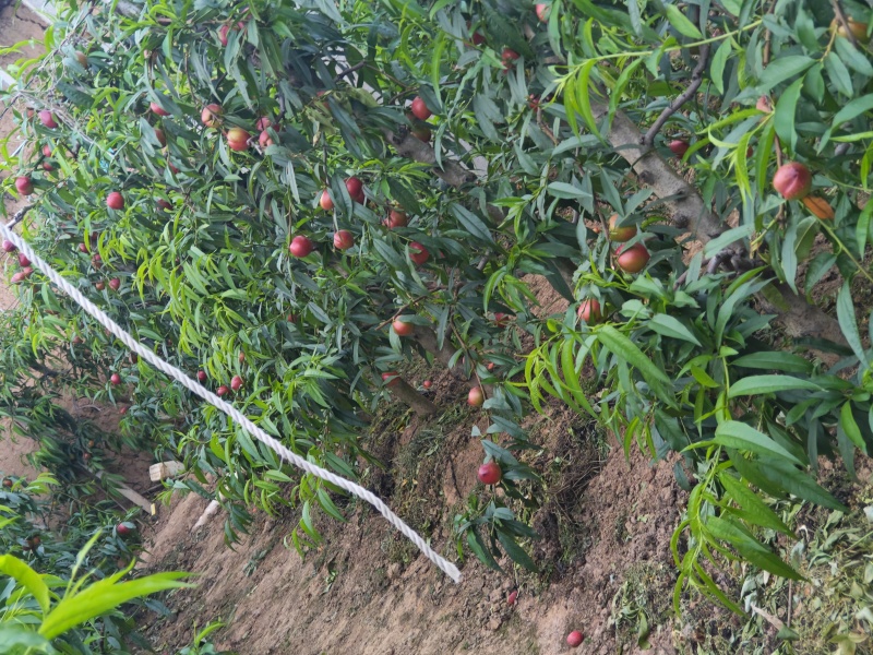 山西黄油桃，一手货源，量大从优，果园直接发货