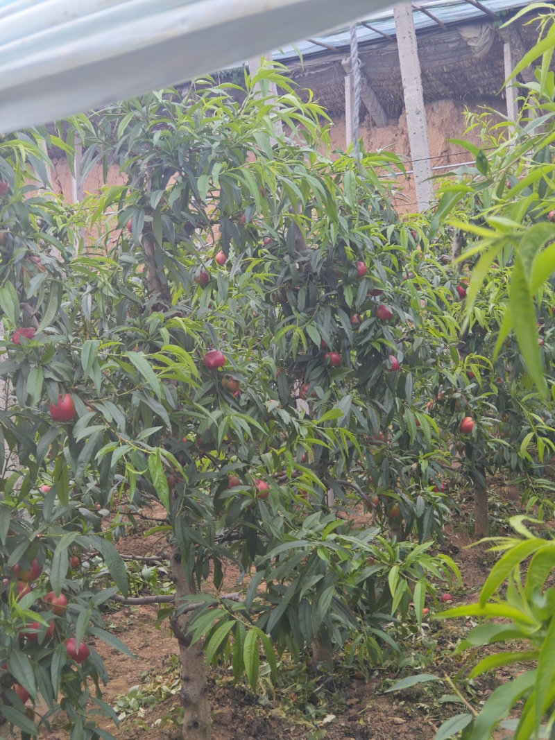 山西黄油桃，一手货源，量大从优，果园直接发货