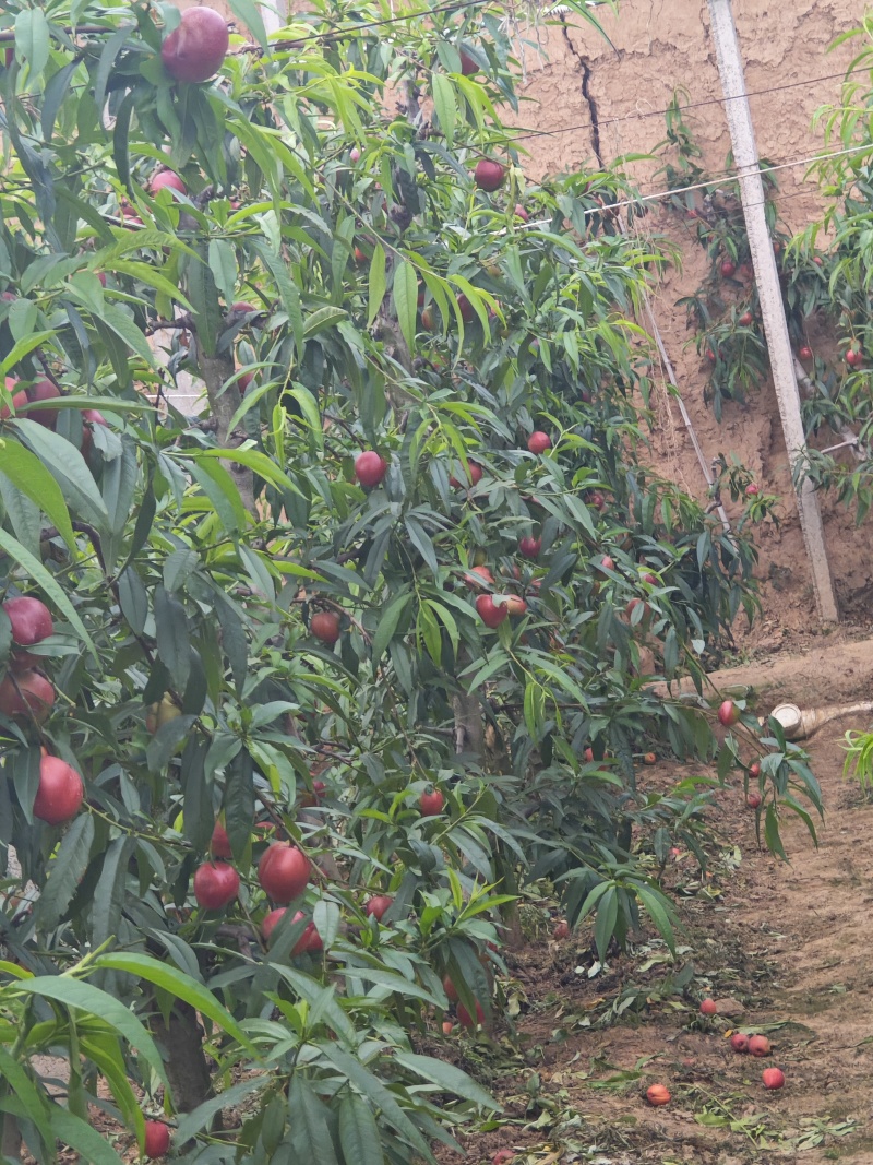 山西黄油桃，一手货源，量大从优，果园直接发货
