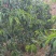山西黄油桃，一手货源，量大从优，果园直接发货