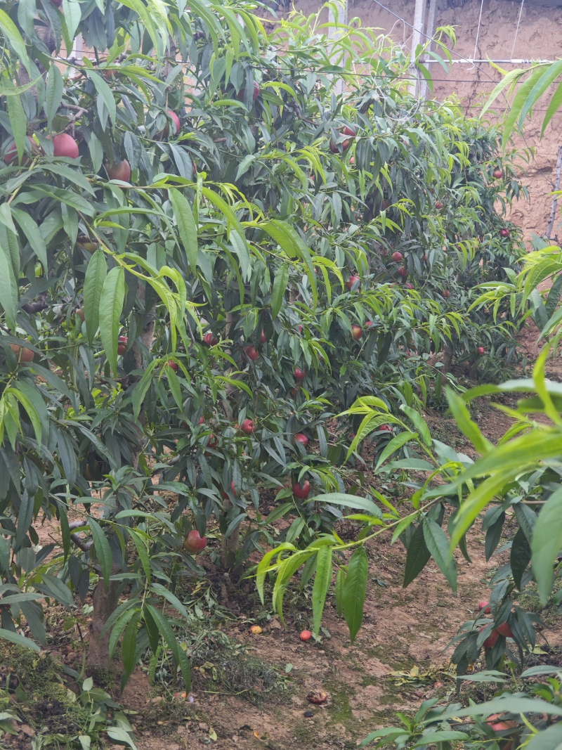 山西黄油桃，一手货源，量大从优，果园直接发货