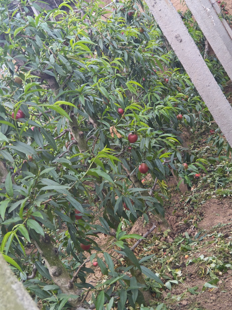 山西黄油桃，一手货源，量大从优，果园直接发货