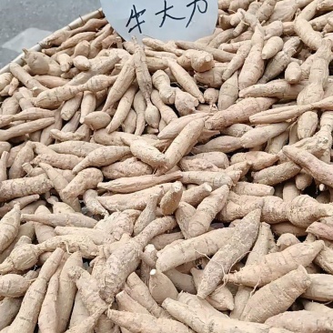 野生牛大力