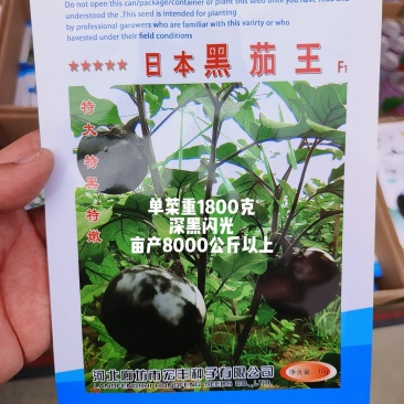 日本黑圆茄中熟叶片黑绿单果1800克亩产8000公斤深黑