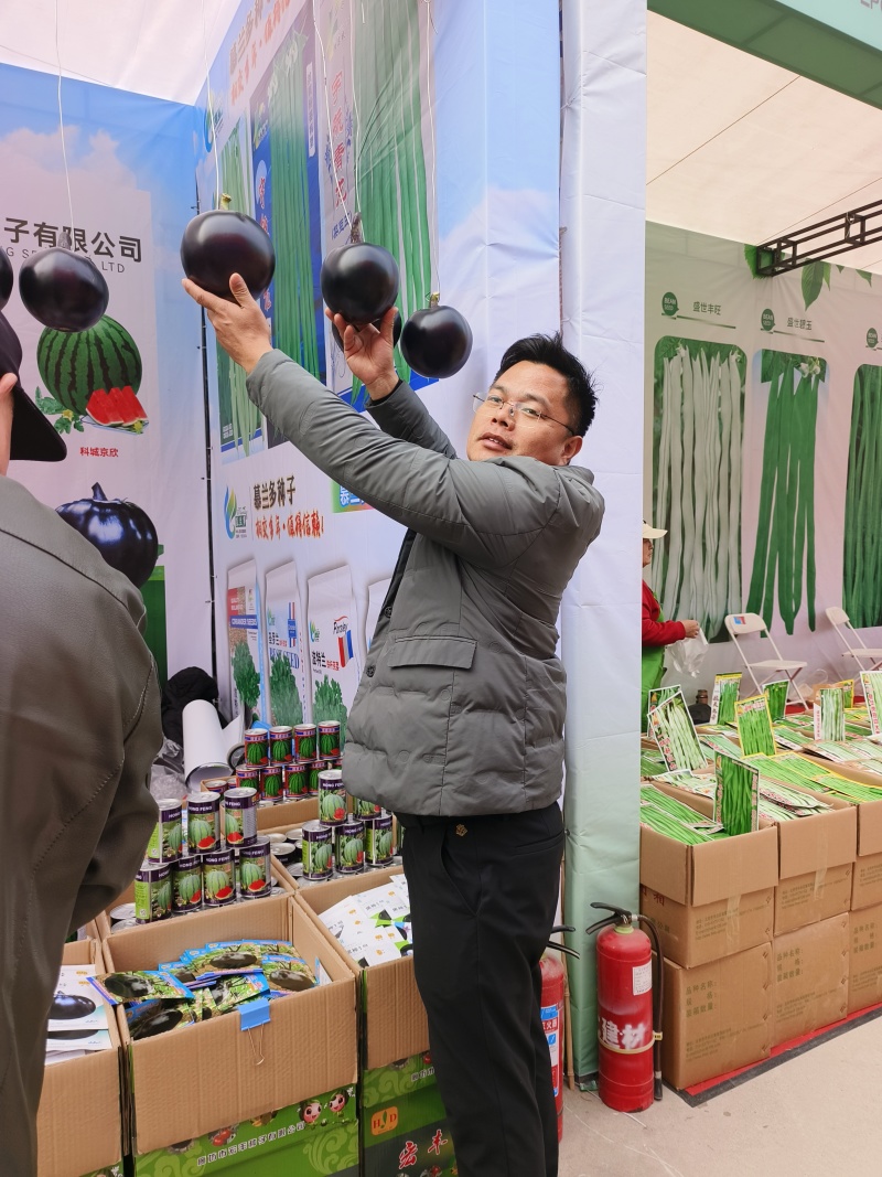 日本黑圆茄中熟叶片黑绿单果1800克亩产8000公斤深黑