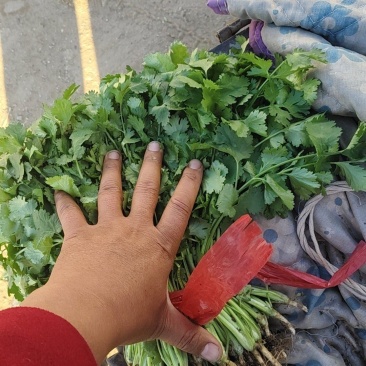 香河产地精品香菜大量上市
