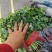 香河产地精品香菜大量上市