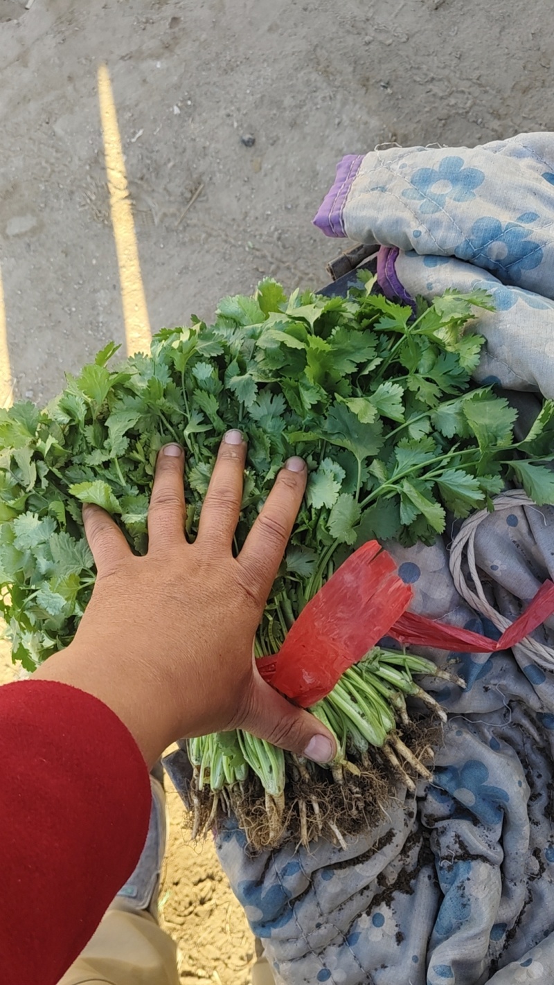 香河产地精品香菜大量上市