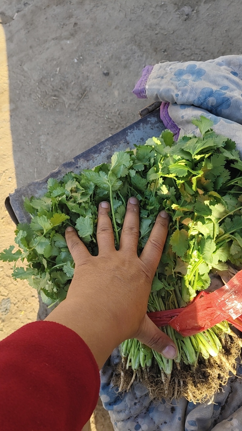 香河产地精品香菜大量上市