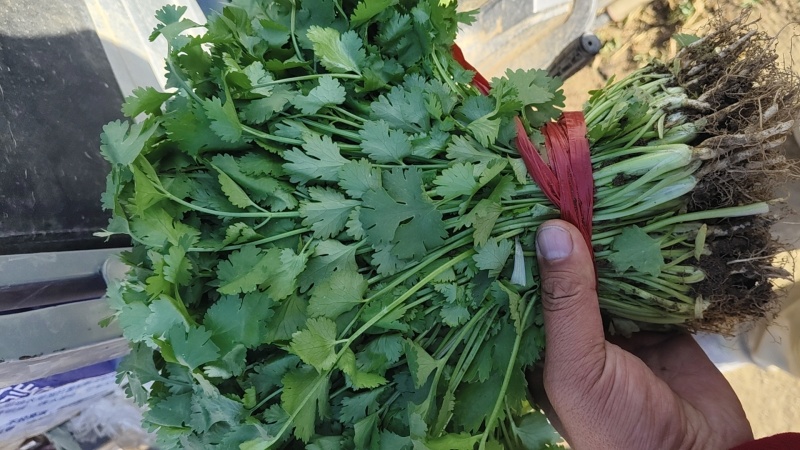 香河产地精品香菜大量上市