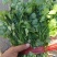 香河产地精品香菜大量上市