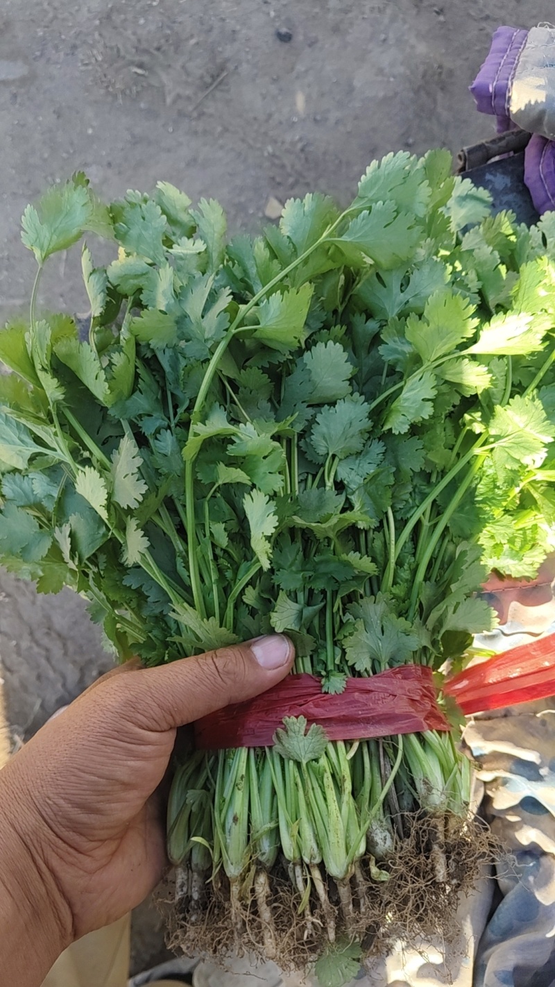 香河产地精品香菜大量上市