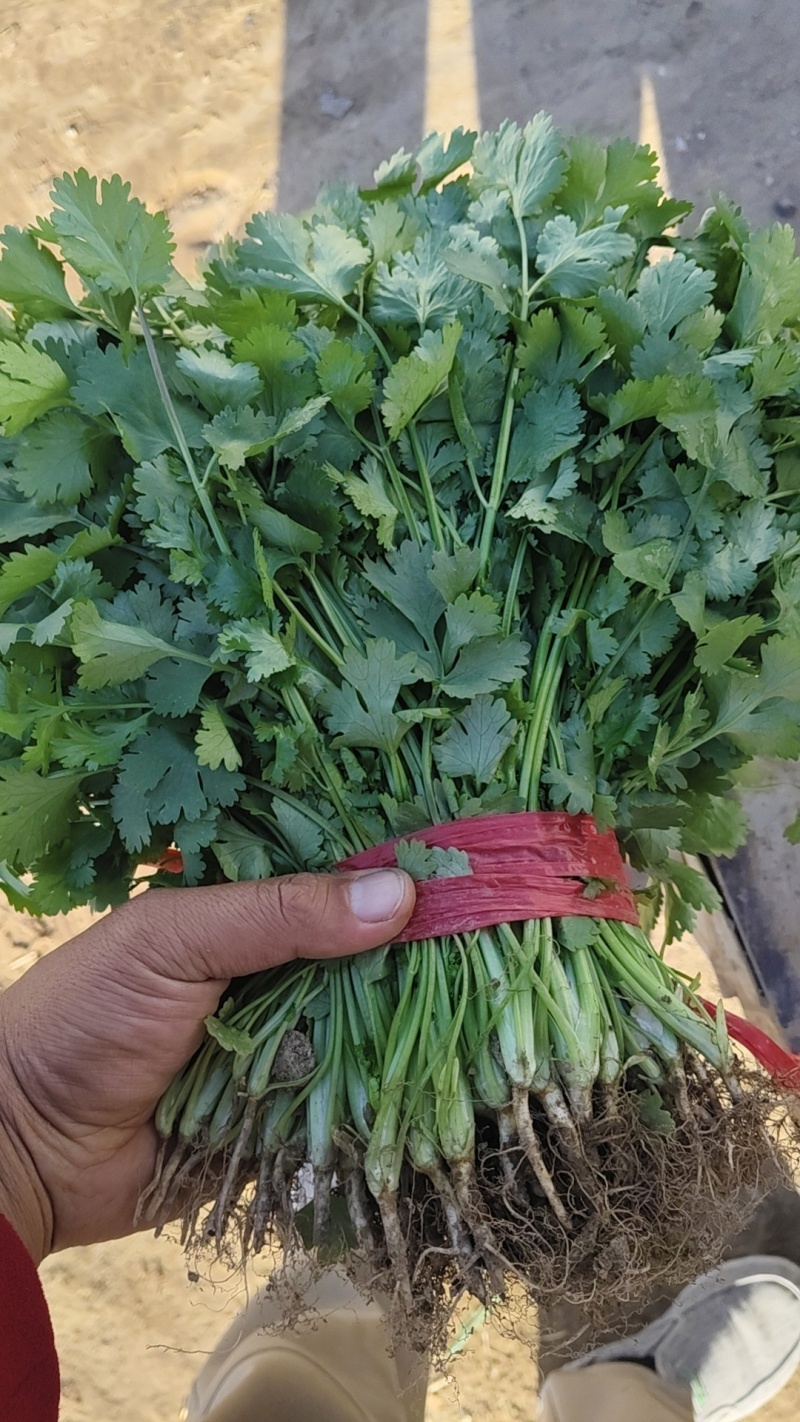 香河产地精品香菜大量上市