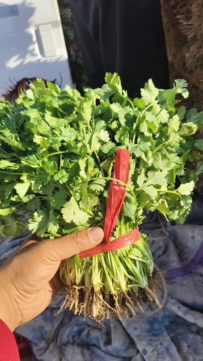 香河产地精品香菜大量上市