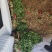 香河产地精品香菜大量上市