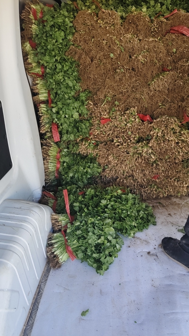 香河产地精品香菜大量上市