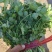 香河产地精品香菜大量上市