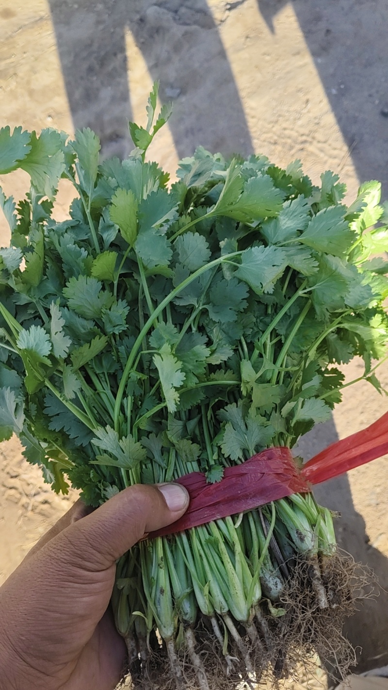香河产地精品香菜大量上市