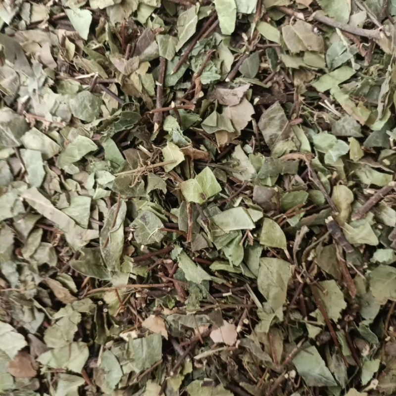 络石藤看图收货批发零售包邮