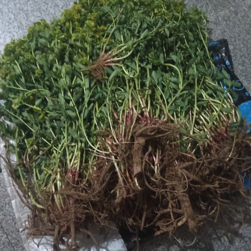 纯野生猫眼草。