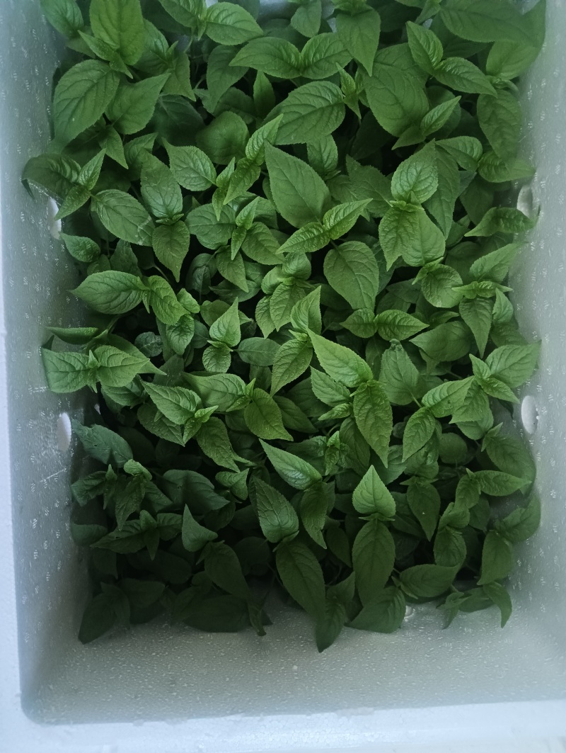 红果参苗