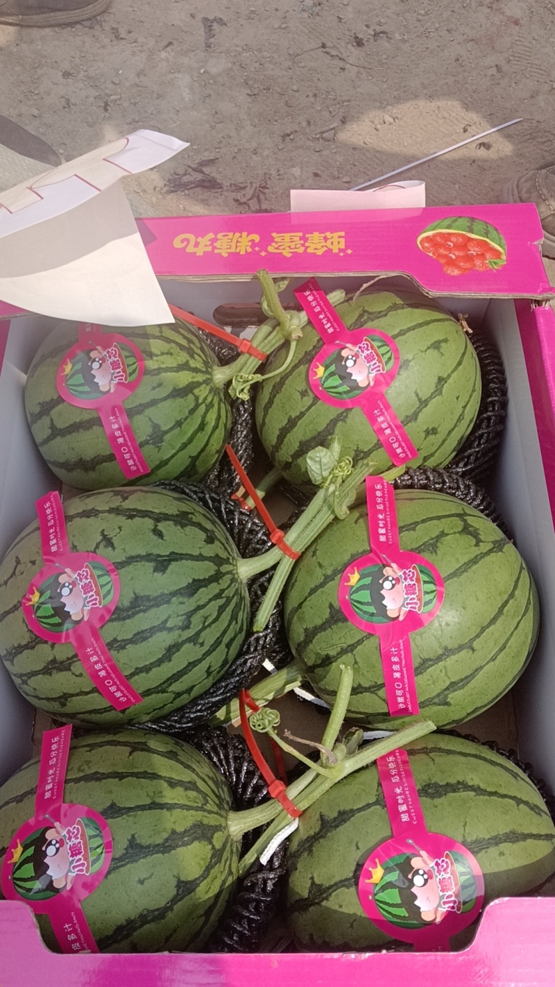 山东潍坊产地小糖丸大量上市中