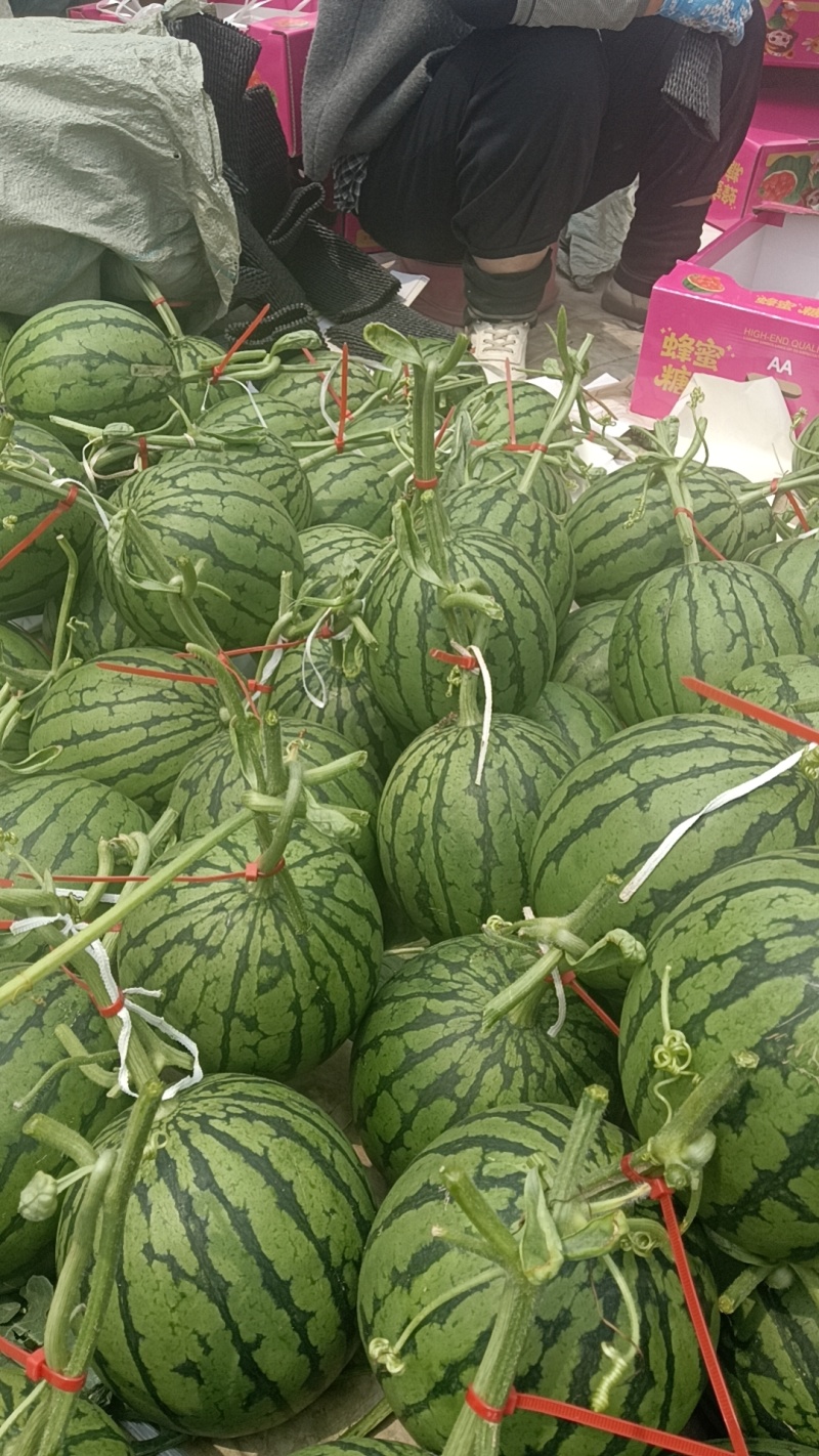 山东潍坊产地小糖丸大量上市中