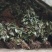贵州纯野生中草药淫羊藿干货整株