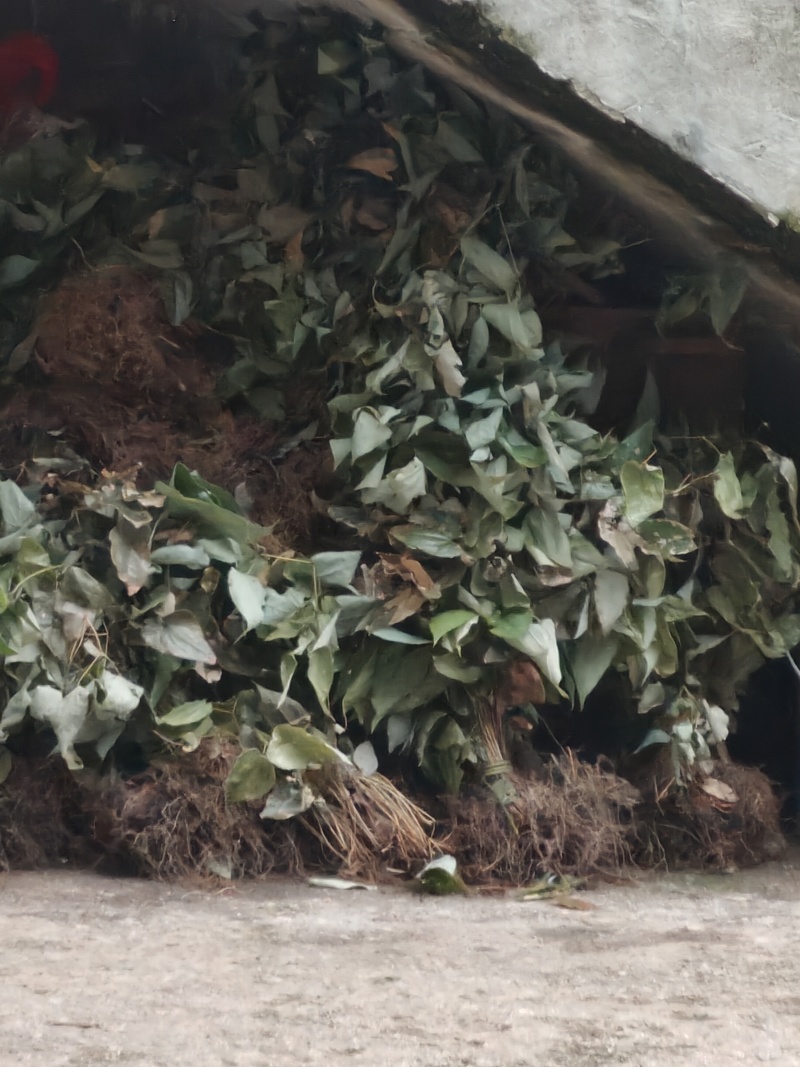 贵州纯野生中草药淫羊藿干货整株