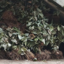 贵州纯野生中草药淫羊藿干货整株