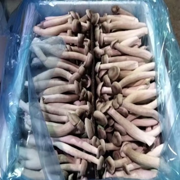 鹿茸鲜菇