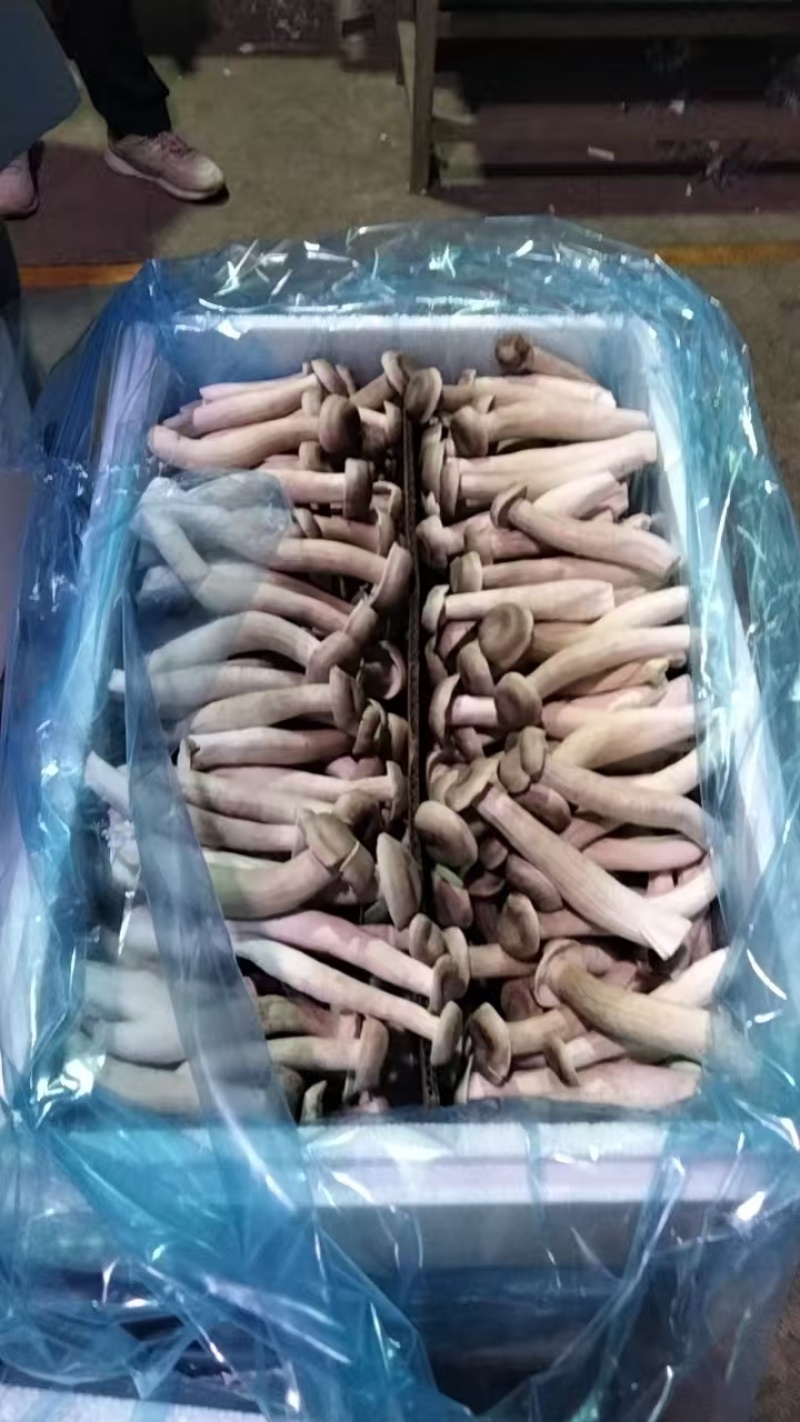 鹿茸鲜菇