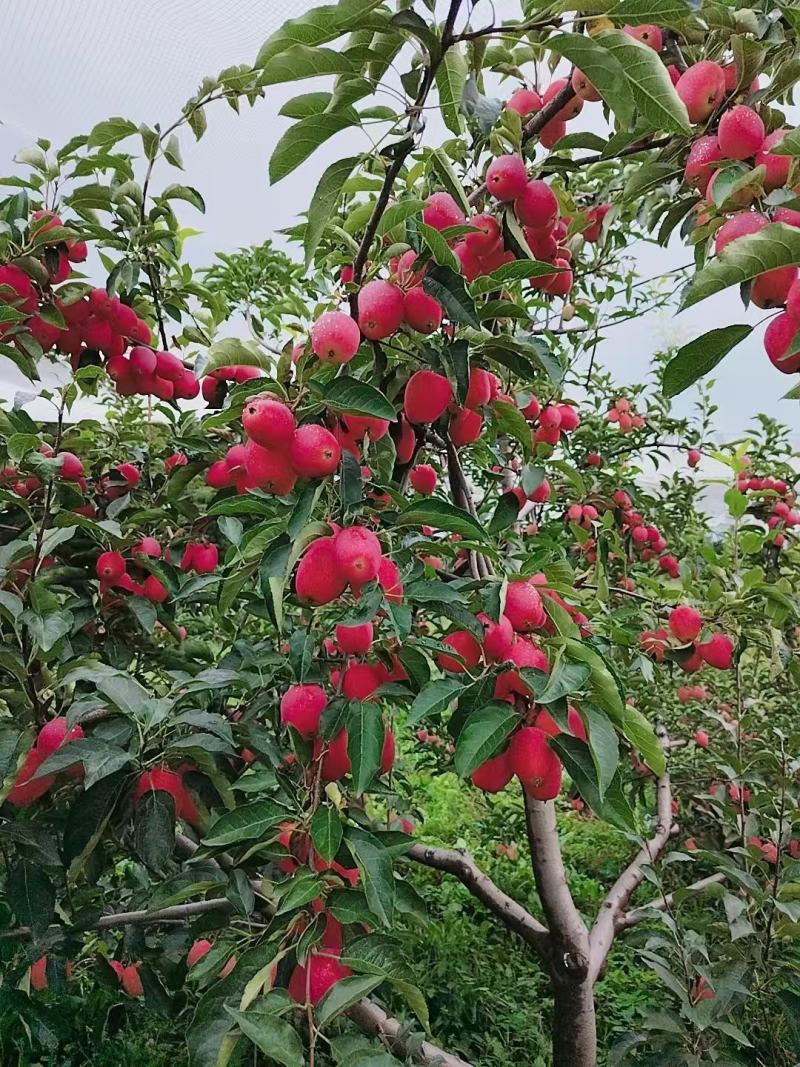 精品海棠果（鸡心果）东北吉林产地直发脆甜化渣新鲜饱满