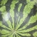 美都西瓜麒麟西瓜甜王西瓜大量供应可视频看货欢迎来电