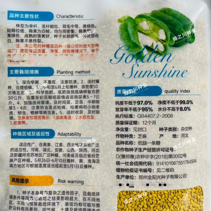 低腿一条鞭芝麻种子黄杆黄蒴白芝麻种子高产蒴果肥大矮脚芝麻