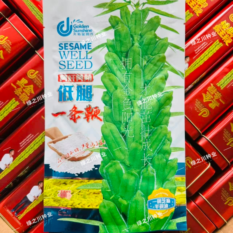 低腿一条鞭芝麻种子黄杆黄蒴白芝麻种子高产蒴果肥大矮脚芝麻