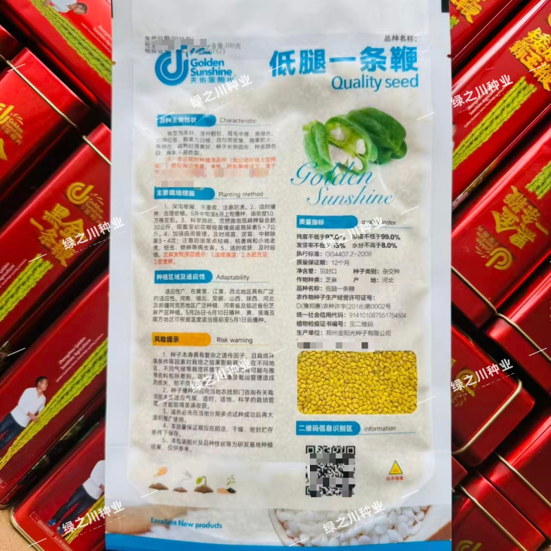 低腿一条鞭芝麻种子黄杆黄蒴白芝麻种子高产蒴果肥大矮脚芝麻