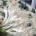 藠头(贵州)