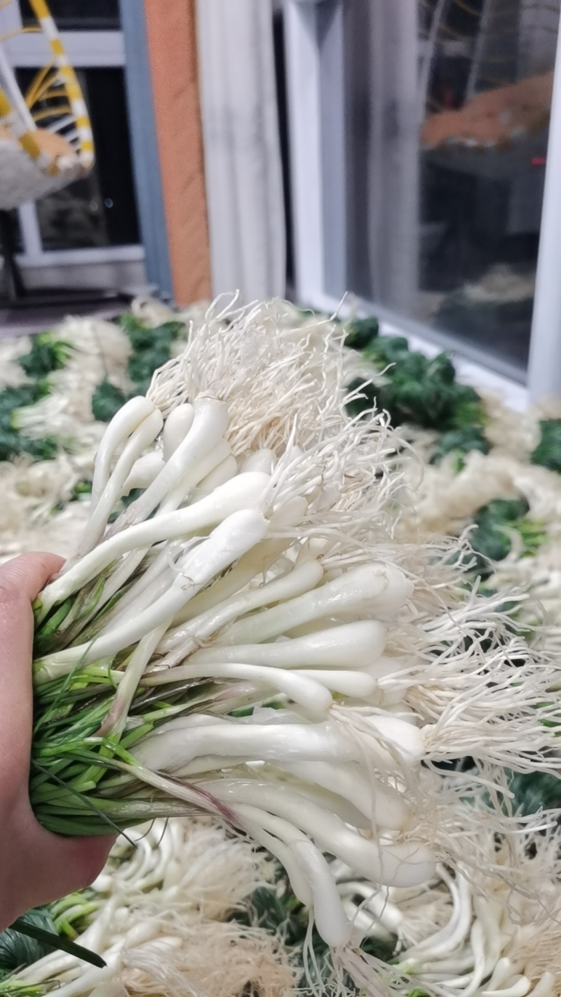 藠头(贵州)