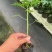 大青水果木瓜苗，冰糖木瓜
