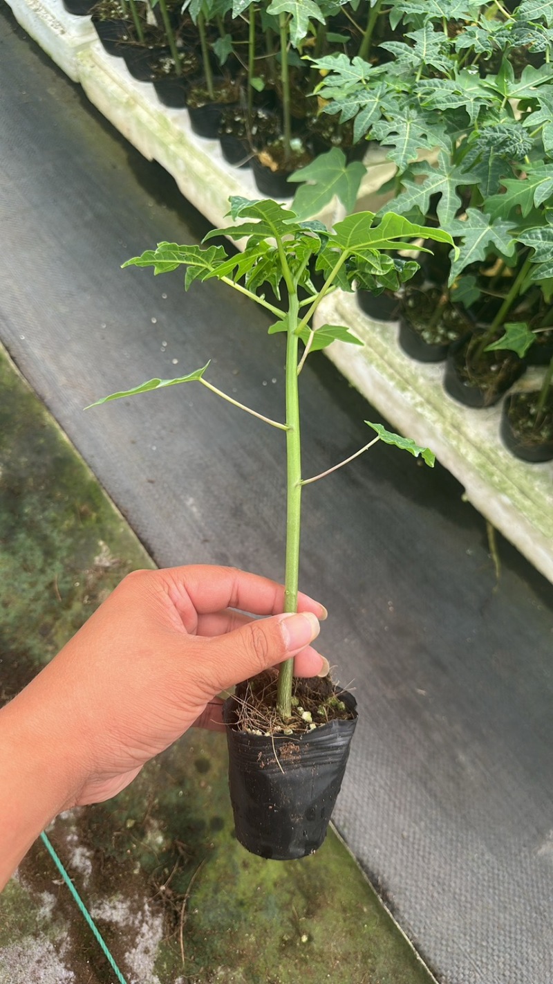 大青水果木瓜苗，冰糖木瓜