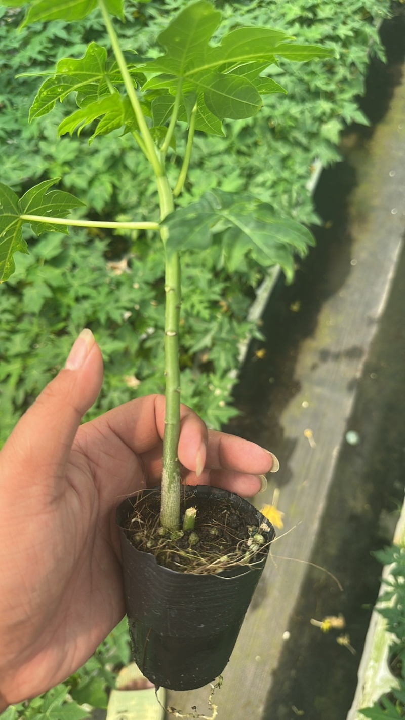 大青水果木瓜苗，冰糖木瓜